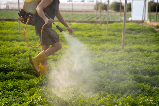 Wasp Removal Services in San Pablo, CA