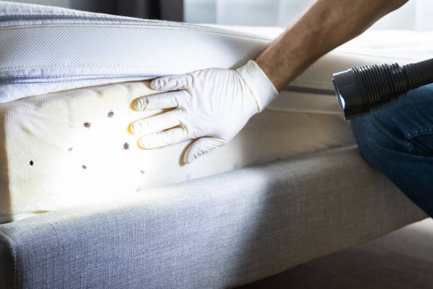 Best Cockroach Control Services  in San Pablo, CA