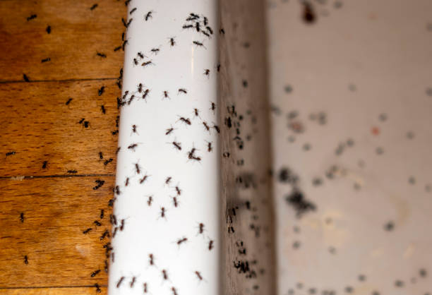 Best Flea Control Services  in San Pablo, CA