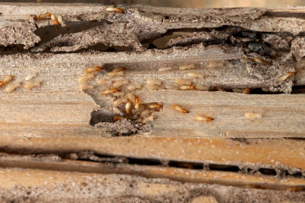 Bird Control in San Pablo, CA